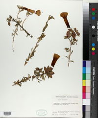 Cantua buxifolia image