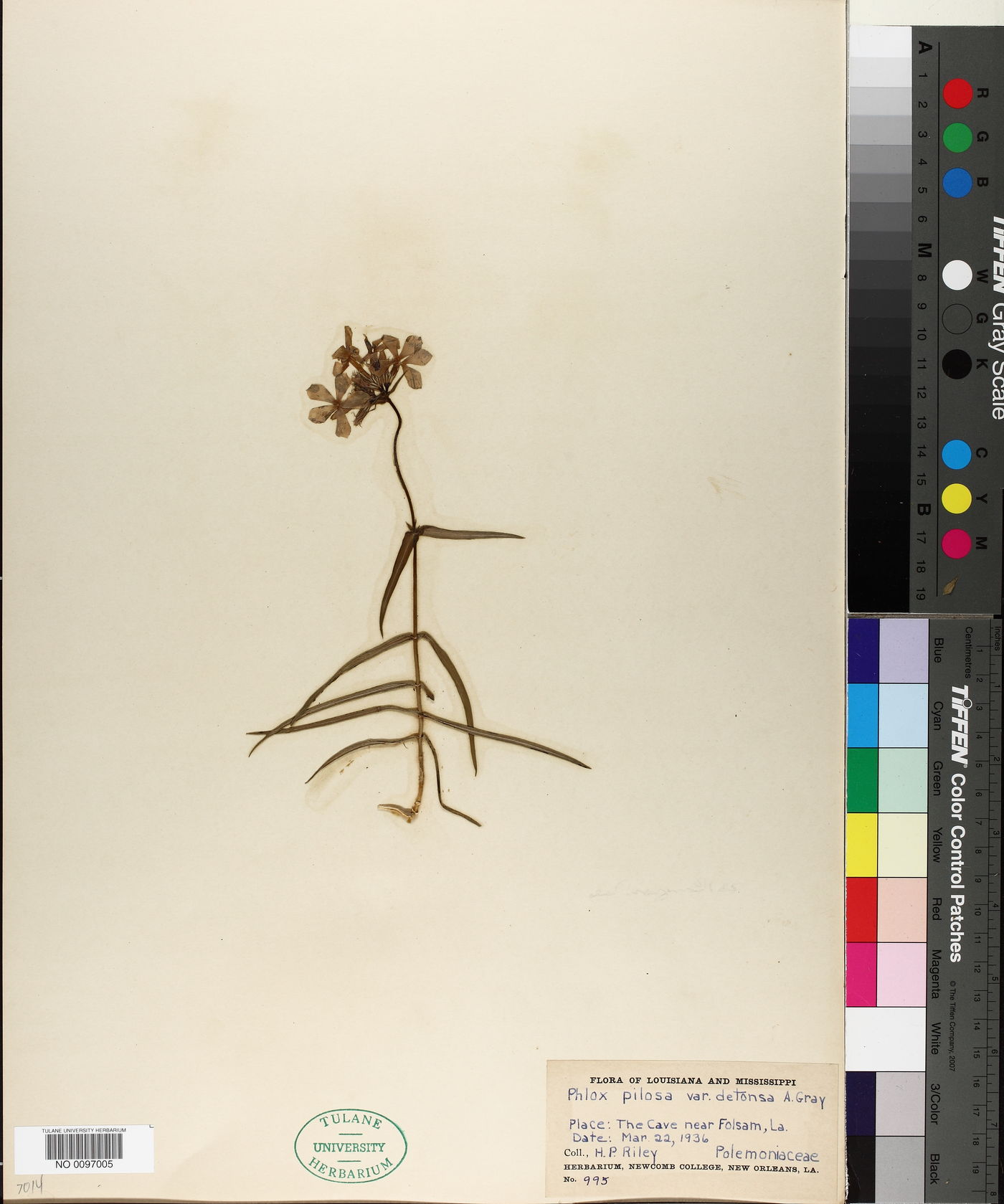 Phlox pilosa var. detonsa image