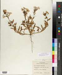 Phlox drummondii subsp. drummondii image