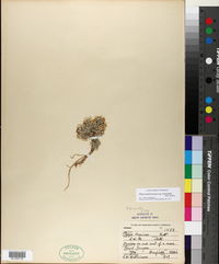 Phlox hoodii subsp. muscoides image