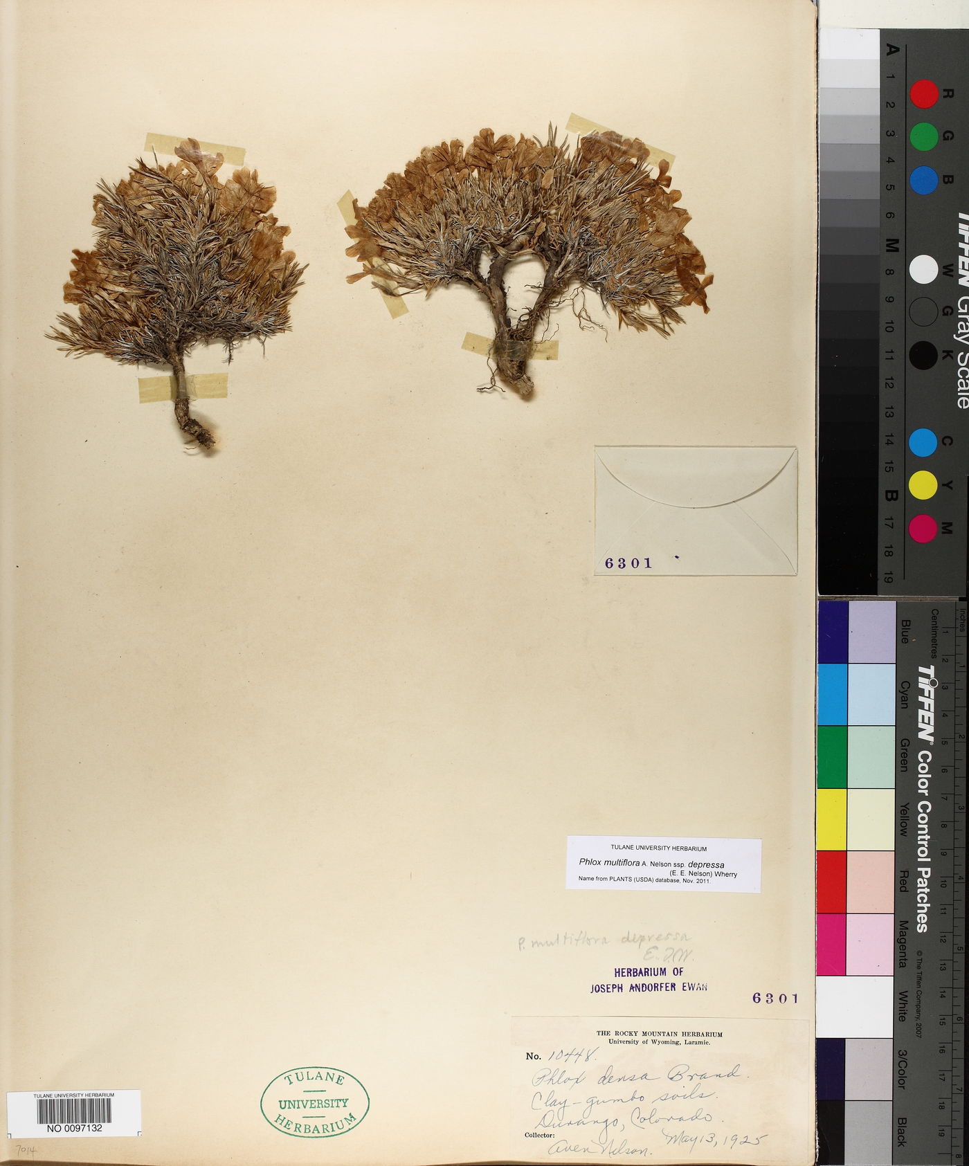 Phlox multiflora subsp. depressa image