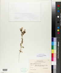 Phlox drummondii subsp. mcallisteri image