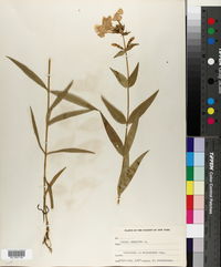 Phlox maculata image