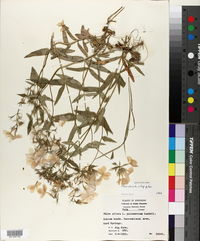 Phlox pilosa subsp. pilosa image