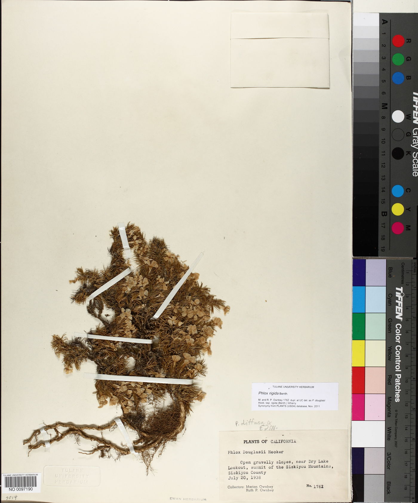 Phlox rigida image