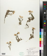 Phlox subulata image