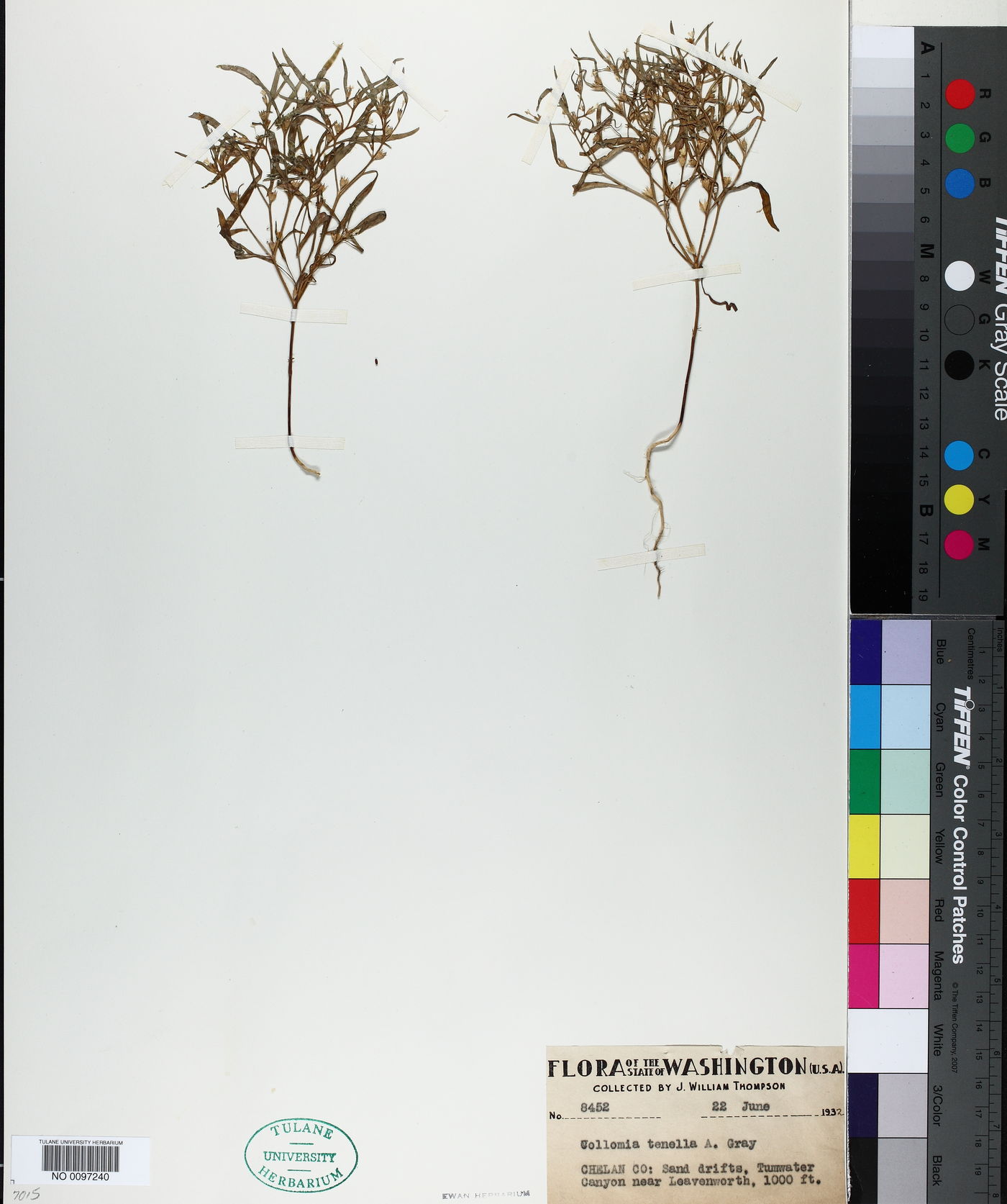 Collomia tenella image