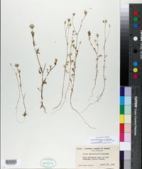 Gilia achilleifolia image
