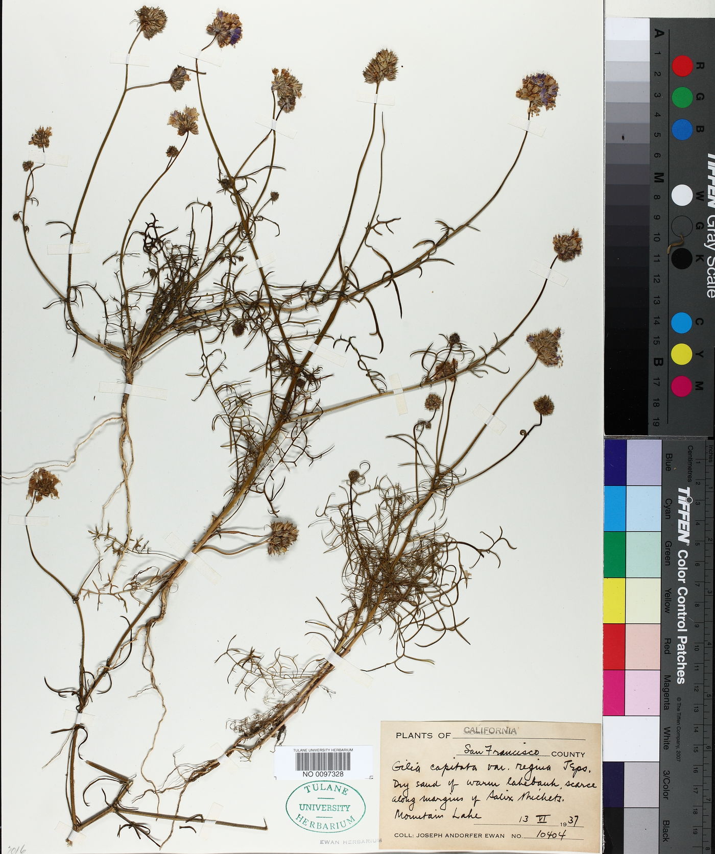 Gilia capitata var. regina image