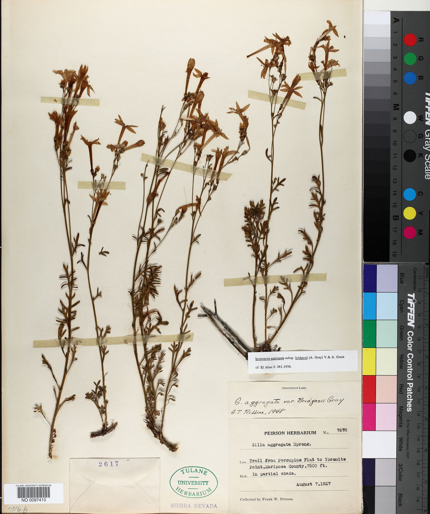 Ipomopsis aggregata subsp. bridgesii image