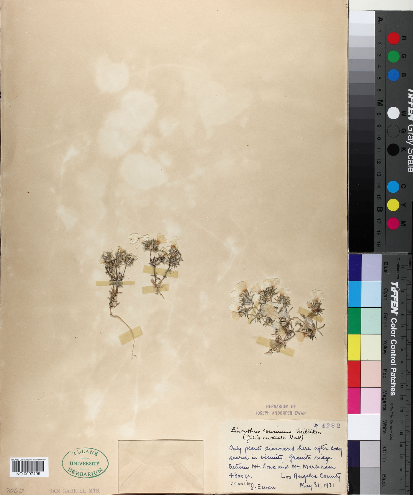 Linanthus concinnus image