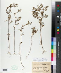 Linanthus orcuttii image