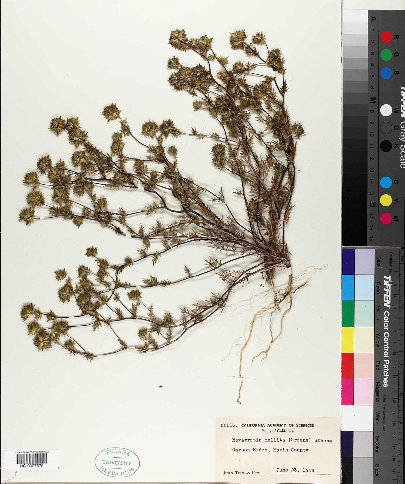 Navarretia mellita image