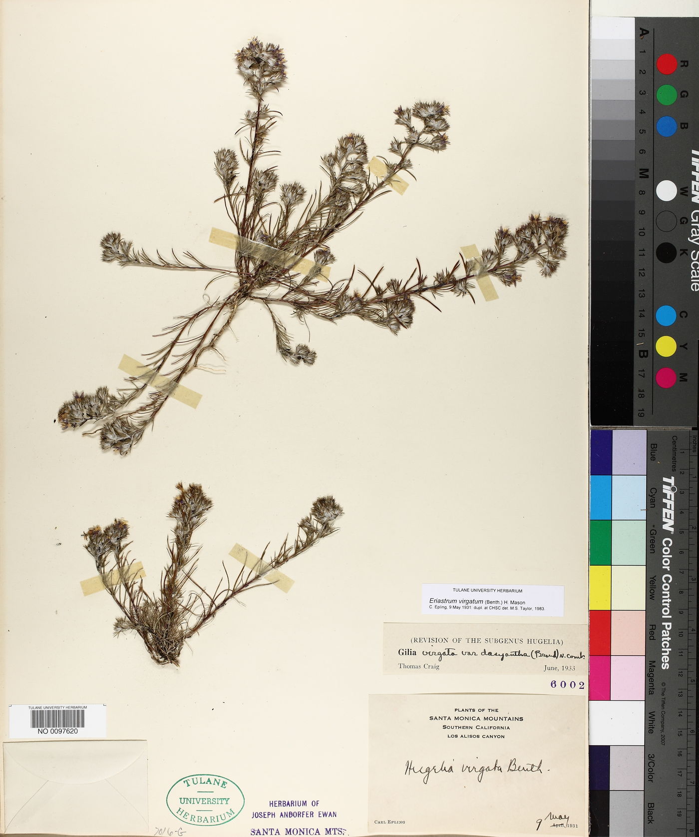 Eriastrum virgatum image