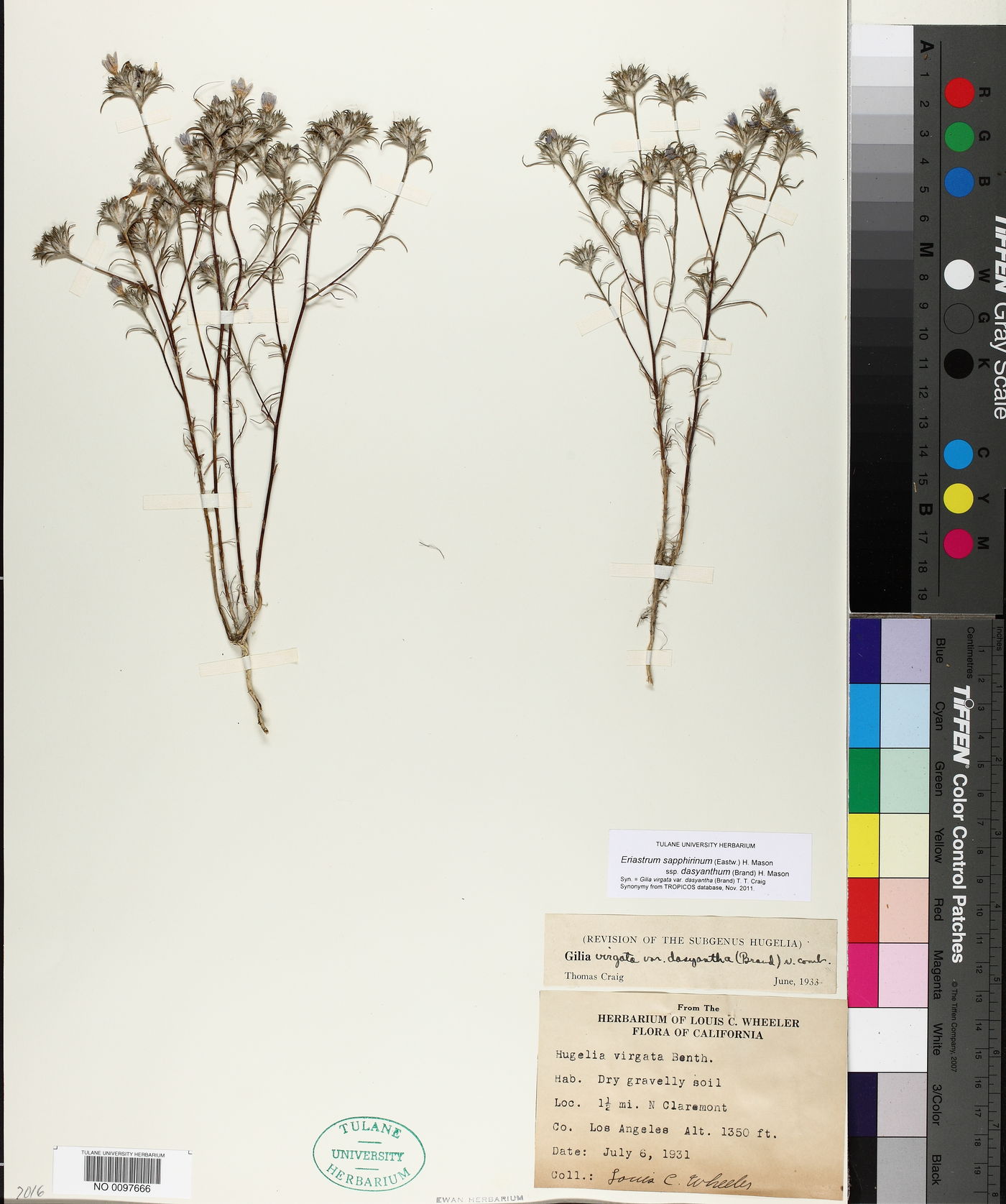 Eriastrum sapphirinum subsp. dasyanthum image