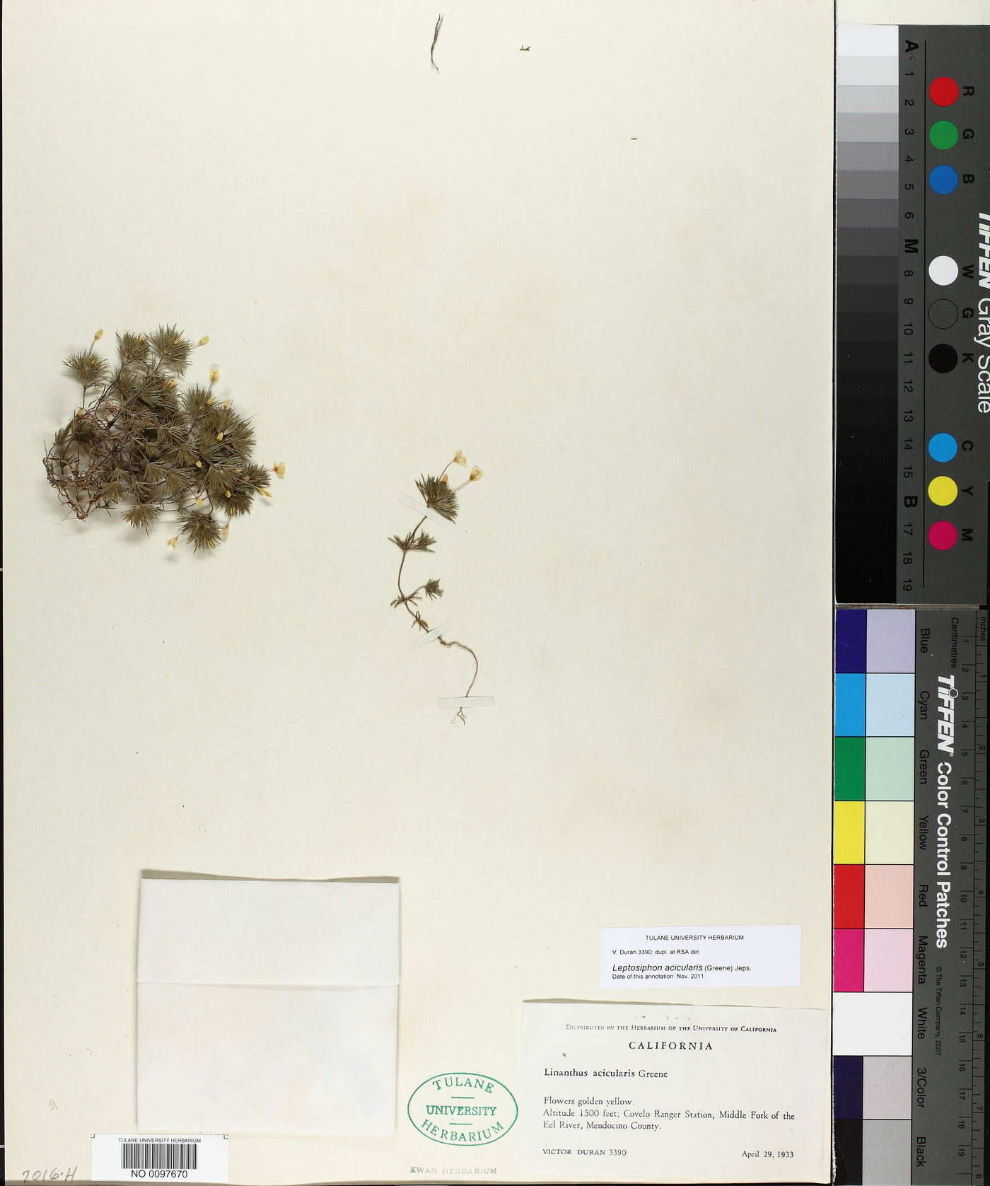 Leptosiphon acicularis image