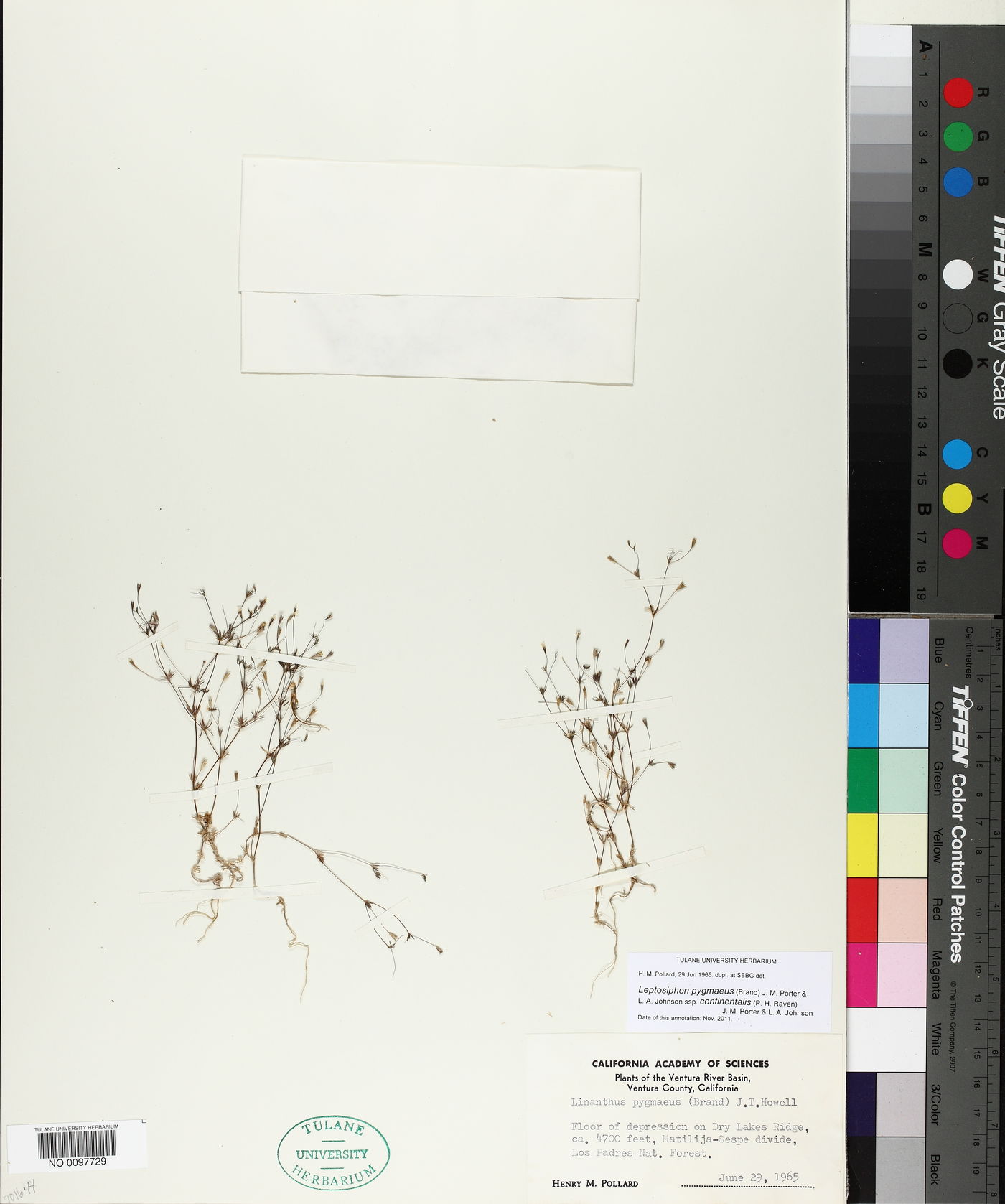 Leptosiphon pygmaeus subsp. continentalis image