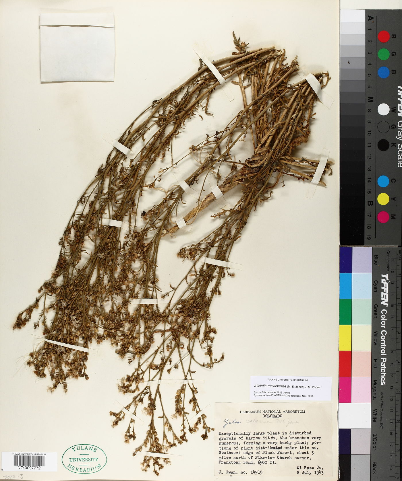 Aliciella mcvickerae image
