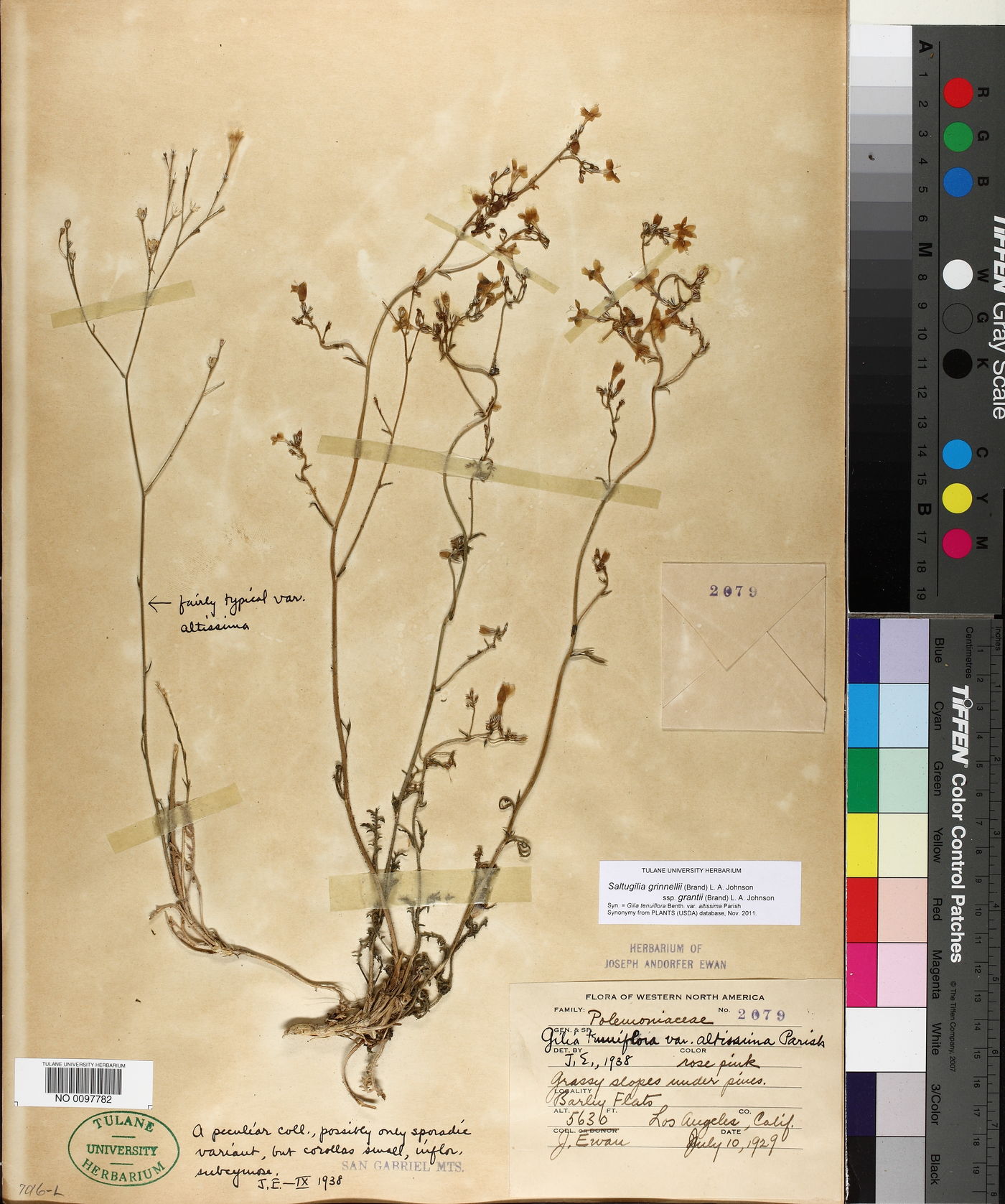 Saltugilia grinnellii subsp. grantii image