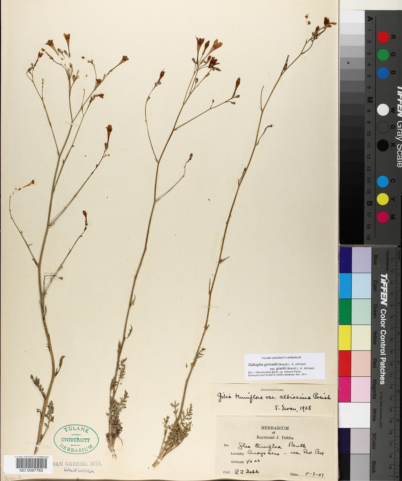 Saltugilia grinnellii image