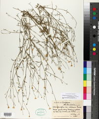 Saltugilia grinnellii subsp. grantii image