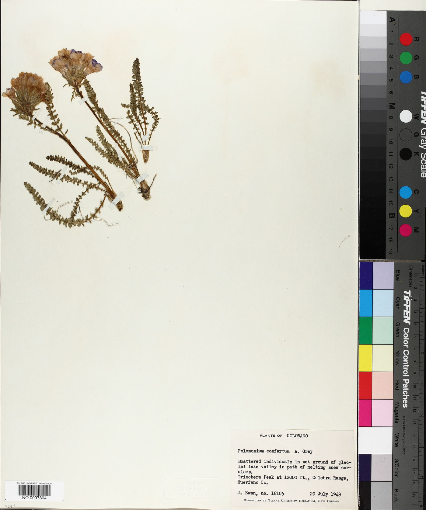 Polemonium confertum image