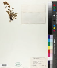 Polemonium pulcherrimum image