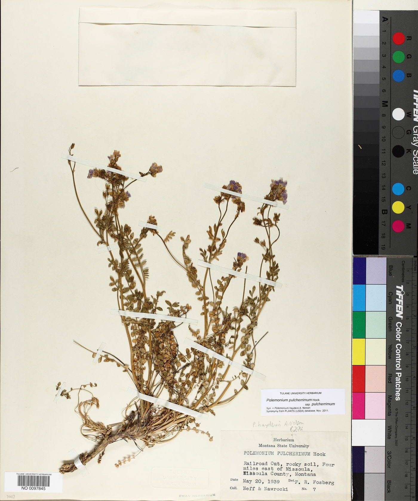 Polemonium pulcherrimum subsp. pulcherrimum image