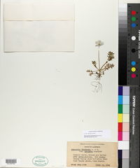 Nemophila menziesii image