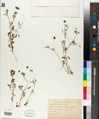 Nemophila menziesii image