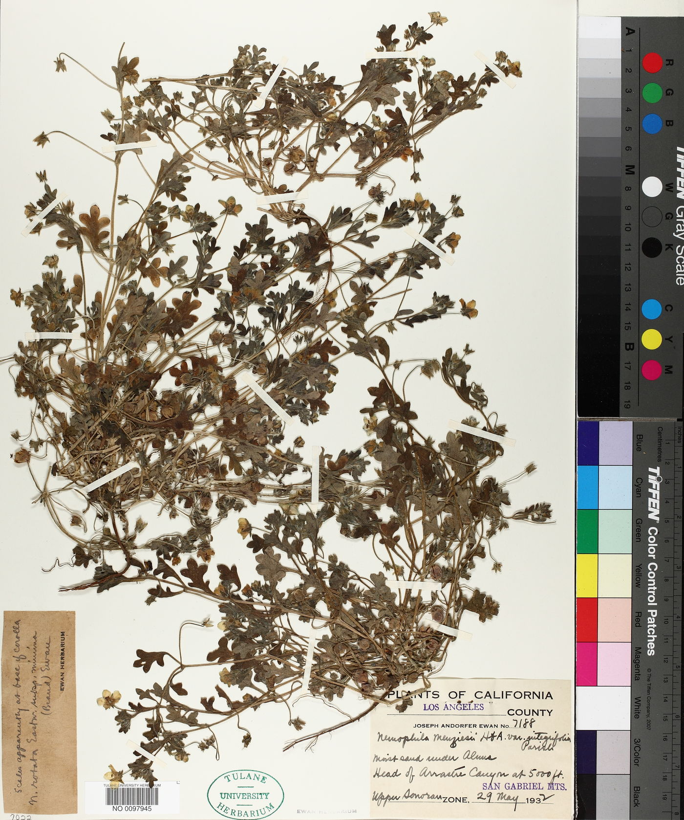 Nemophila rotata image