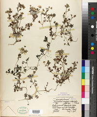Nemophila menziesii subsp. integrifolia image