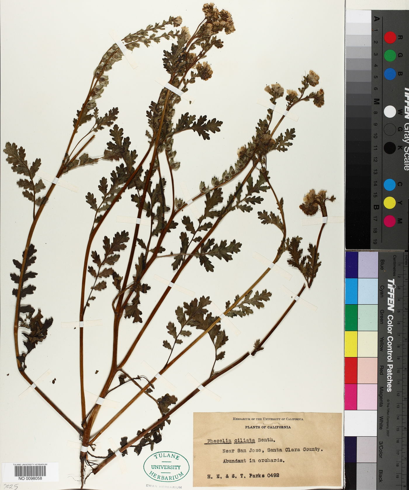 Phacelia ciliata image