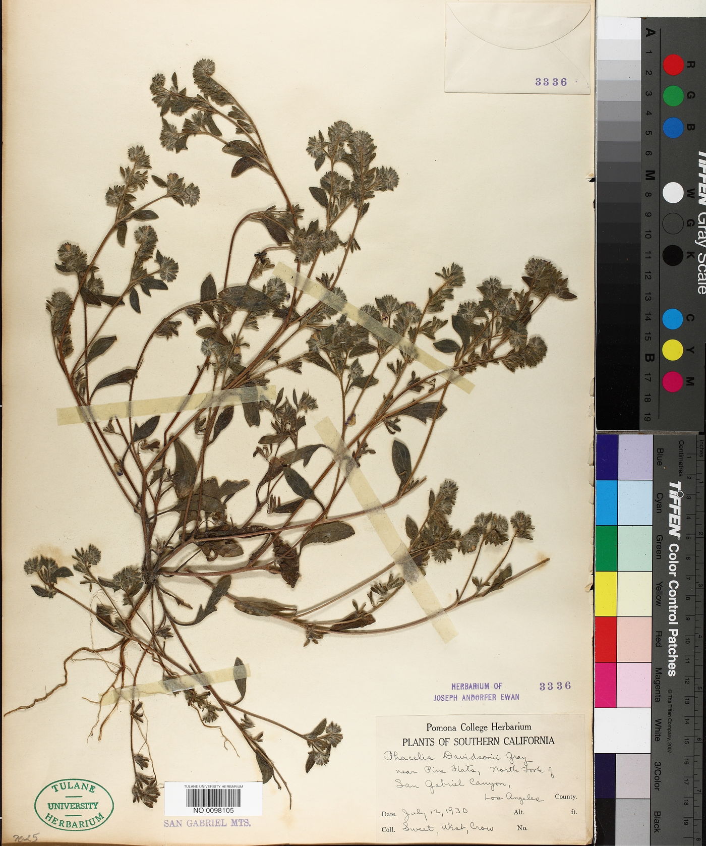 Phacelia davidsonii image
