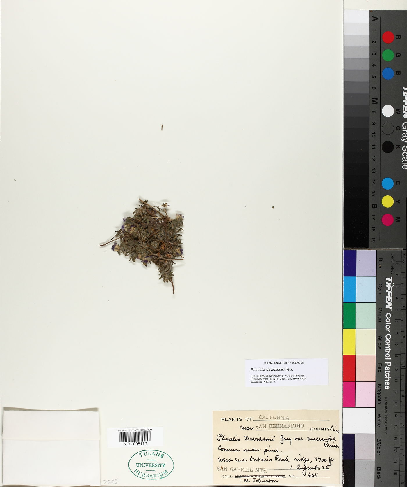 Phacelia davidsonii image