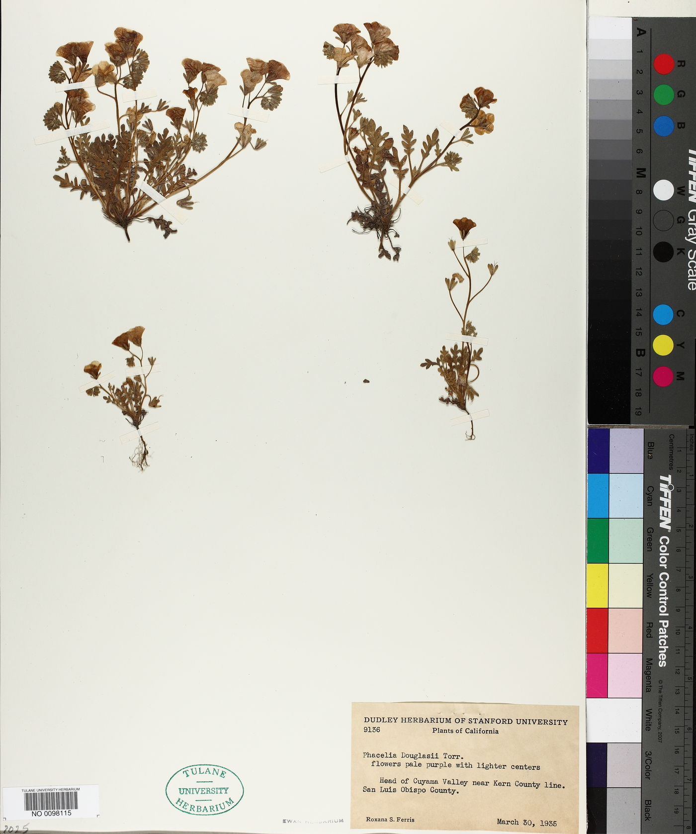 Phacelia douglasii image