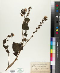 Phacelia grandiflora image