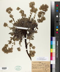 Phacelia hastata subsp. compacta image