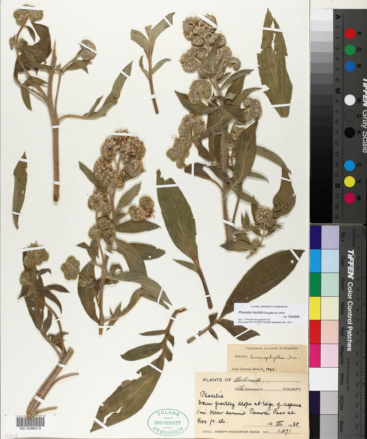 Phacelia leucophylla image