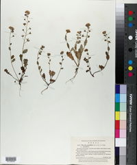 Phacelia patuliflora var. patuliflora image