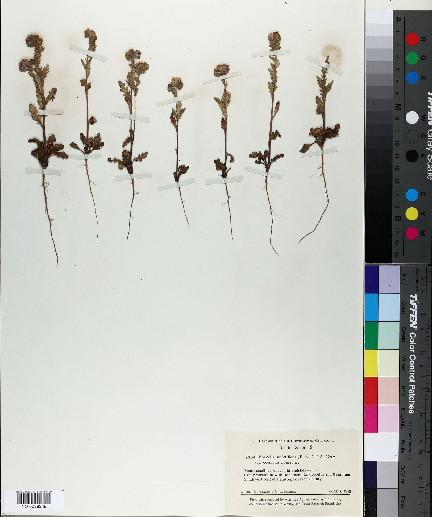 Phacelia strictiflora var. connexa image