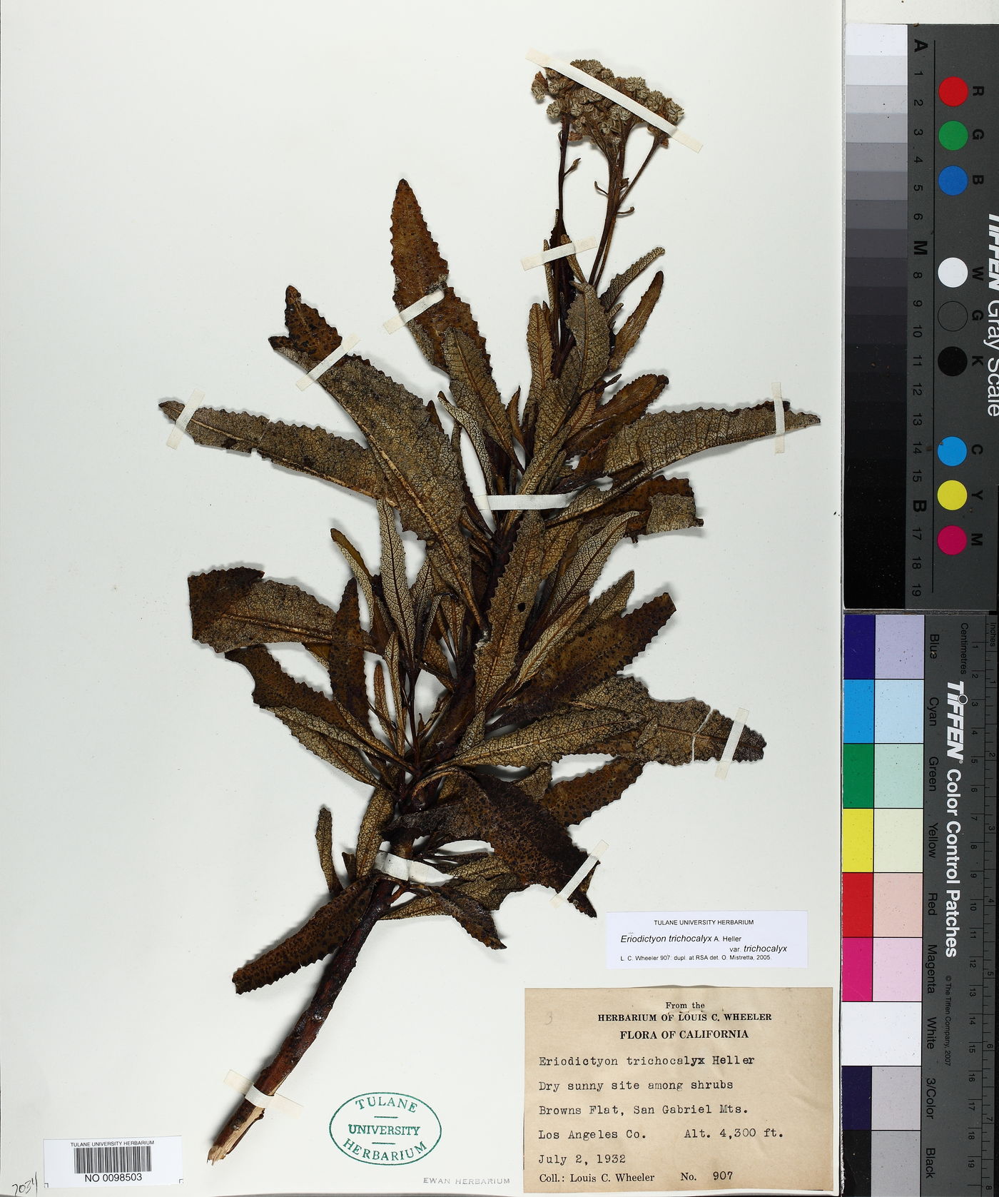 Eriodictyon trichocalyx var. trichocalyx image
