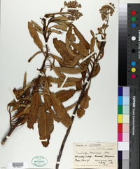 Eriodictyon trichocalyx image