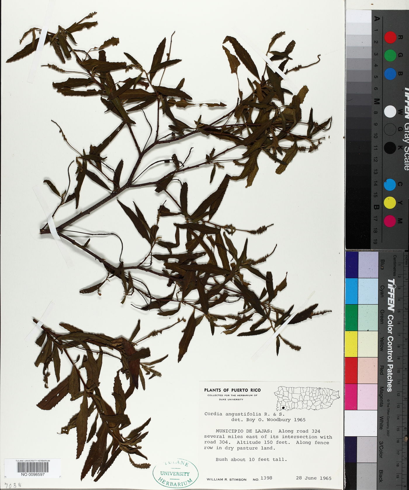 Cordia angustifolia image