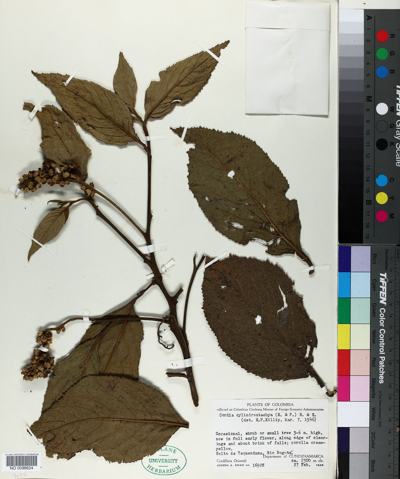 Cordia cylindrostachya image