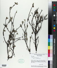 Varronia calcicola image