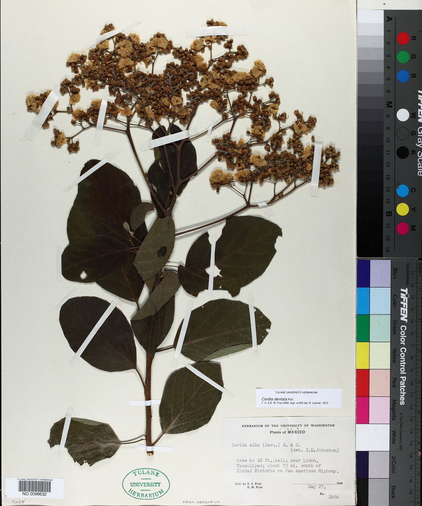 Cordia dentata image