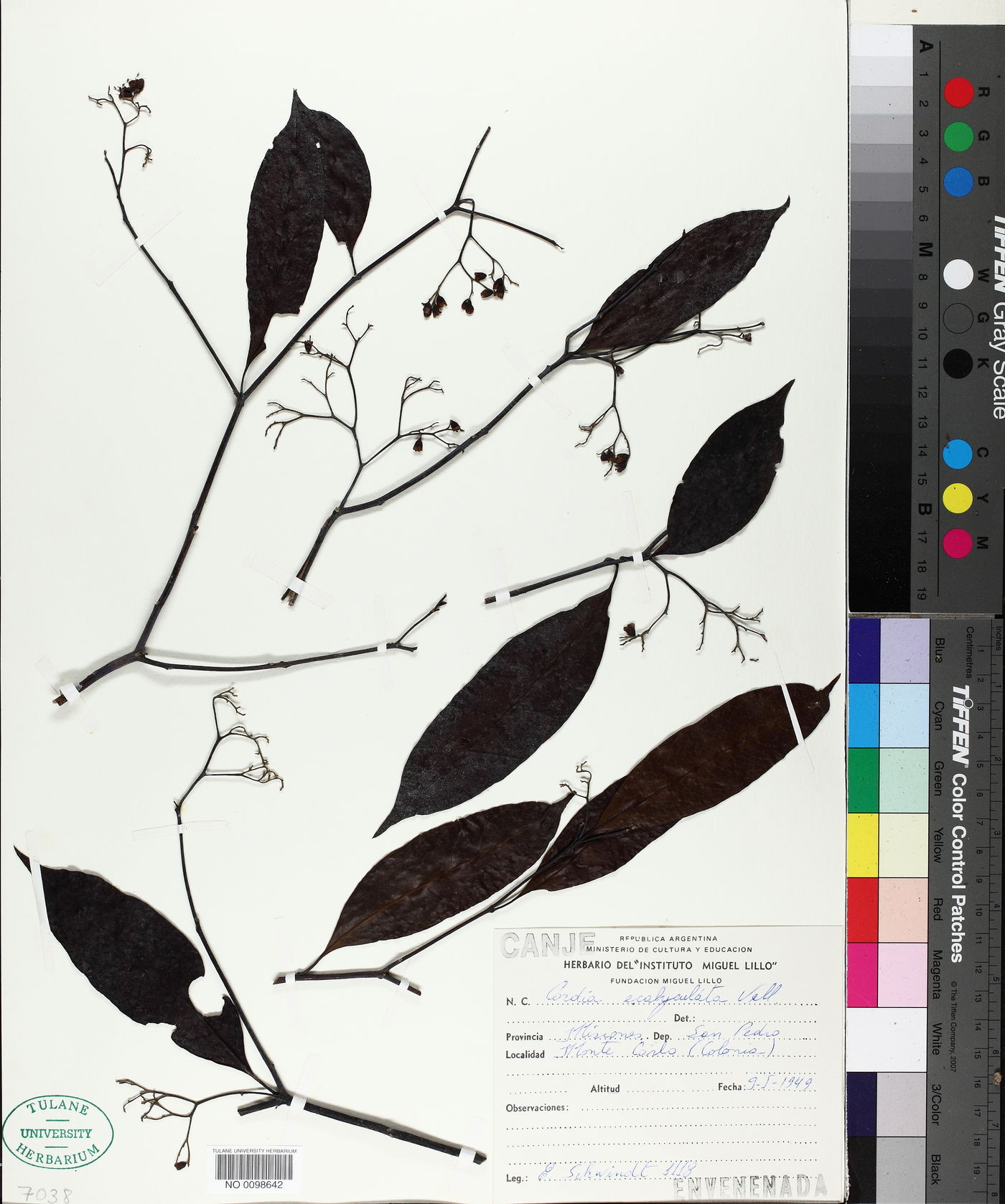 Cordia ecalyculata image
