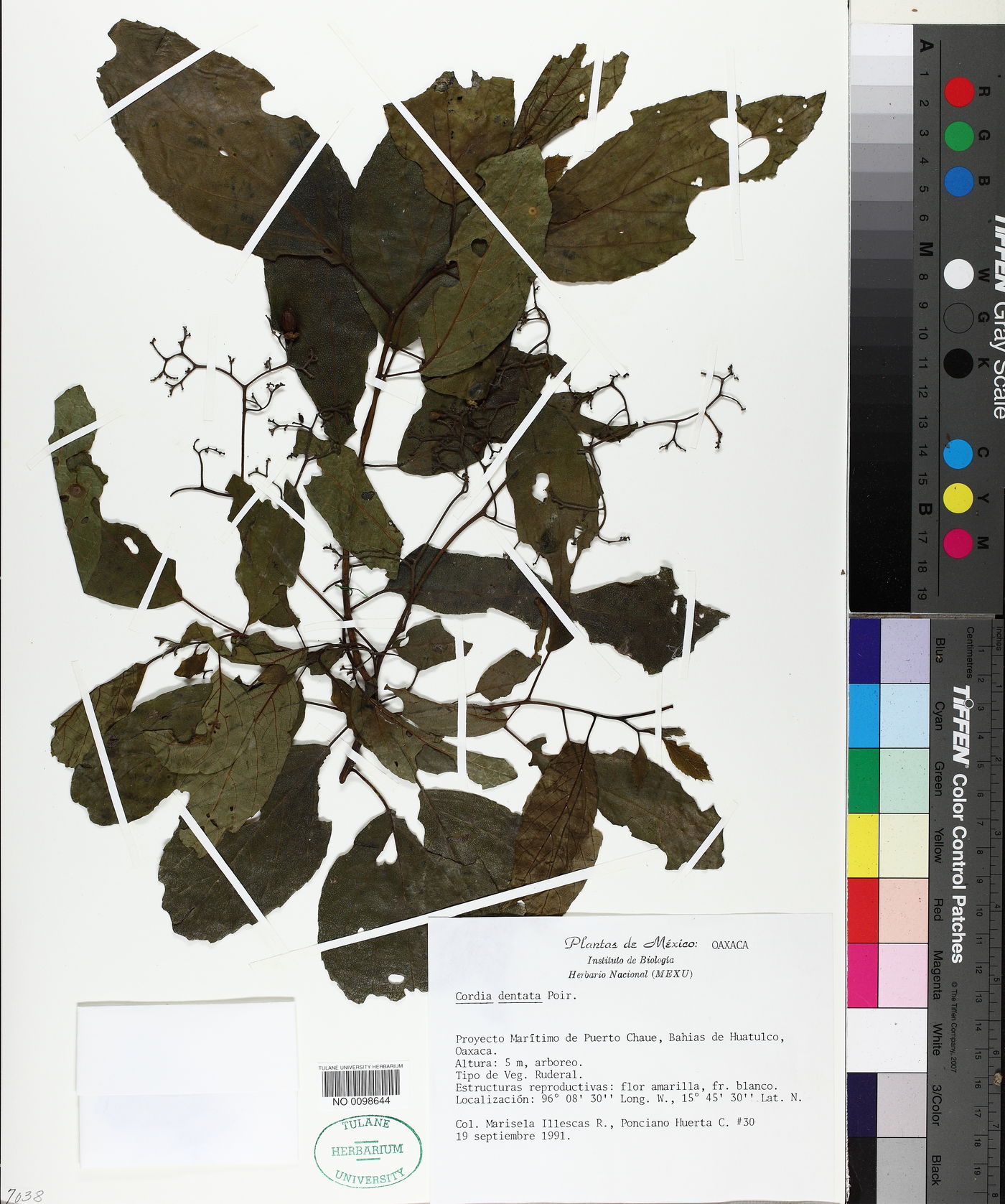 Cordia dentata image