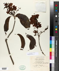 Cordia gerascanthus image